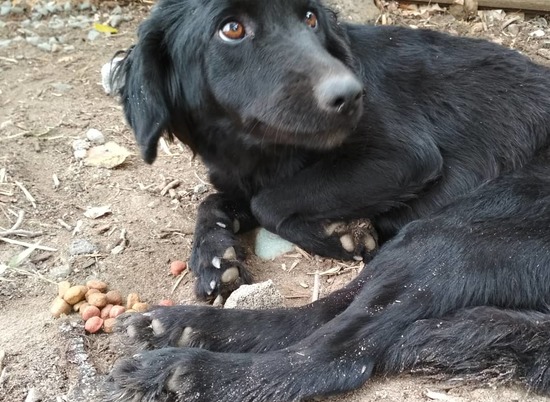 Астраханка просит волгоградцев помочь собаке с порванными связками ног